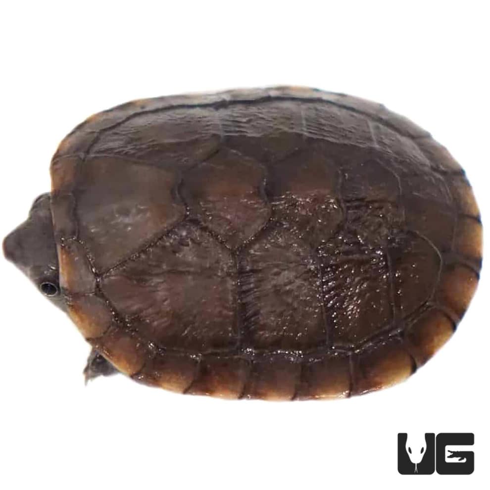 Baby Red Cheeked Mud Turtles For Sale Underground Reptiles