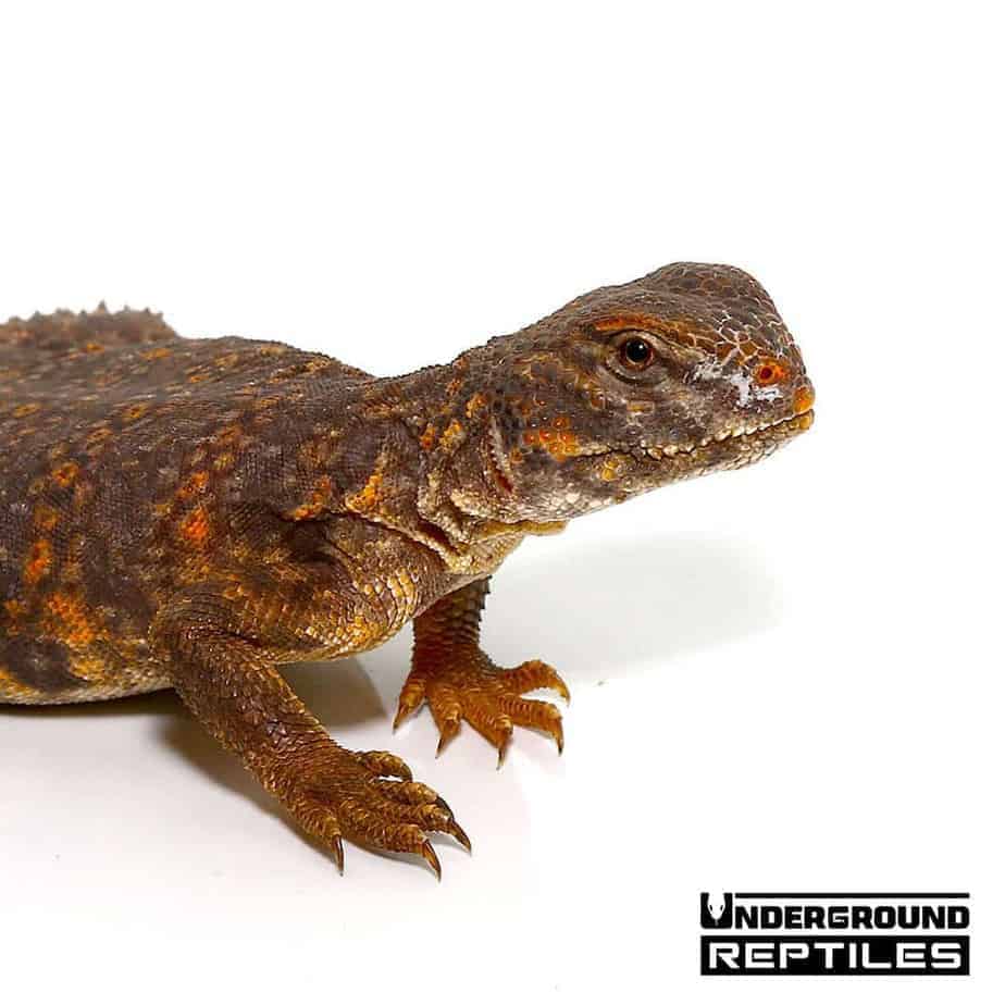 Baby Saharan Red Uromastyx Underground Reptiles