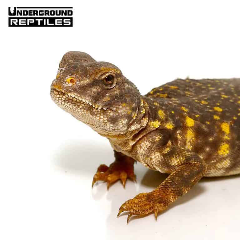 Uromastyx For Sale Underground Reptiles