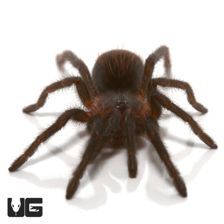 Veracruz Red Rump Tarantula Tlitocatl Kahlenbergi For Sale