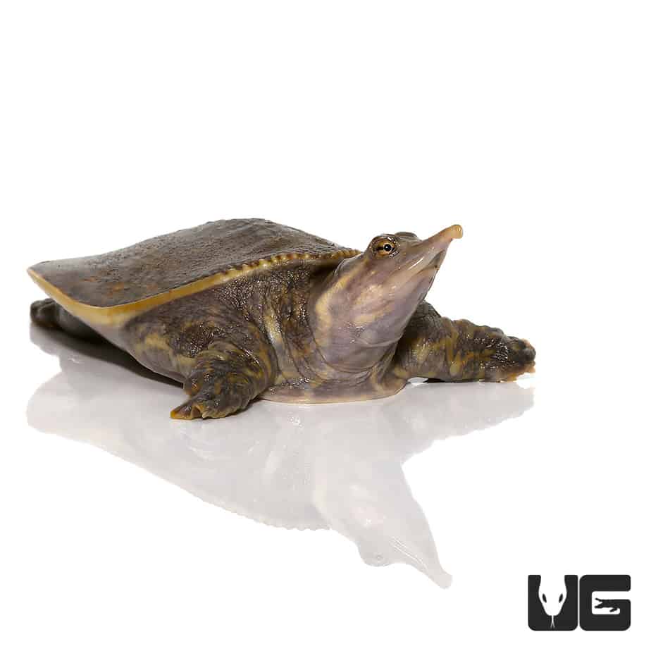 Yearling Spiny Softshell Turtles Apalone Spinifera For Sale