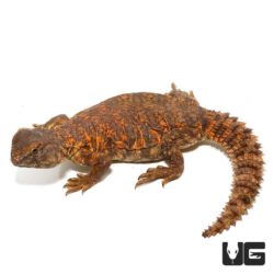 Baby Red Uromastyx Uromastyx Geyri For Sale Underground Reptiles