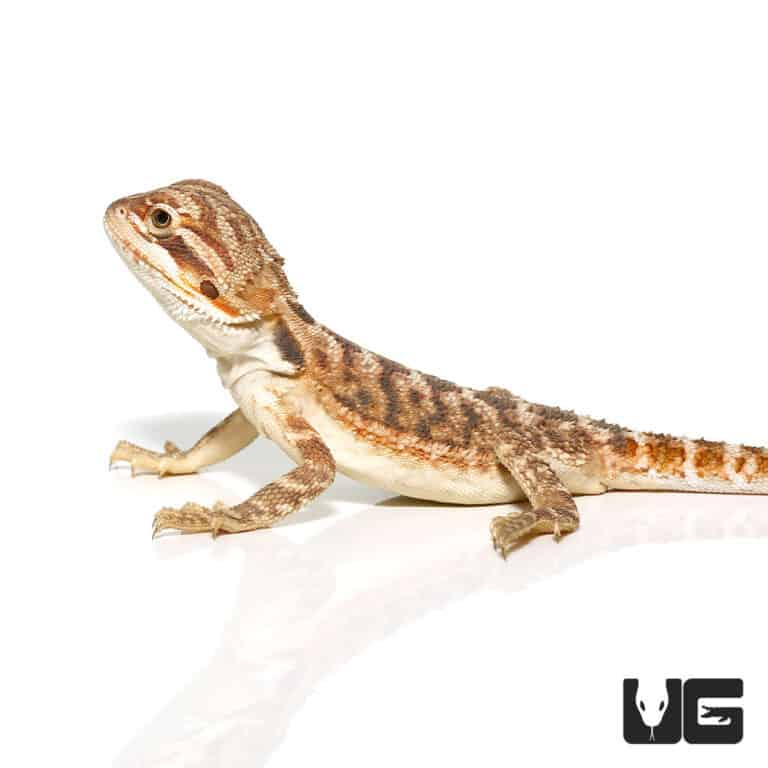 Baby Citrus Leatherback Bearded Dragons Pogona Vitticeps For Sale