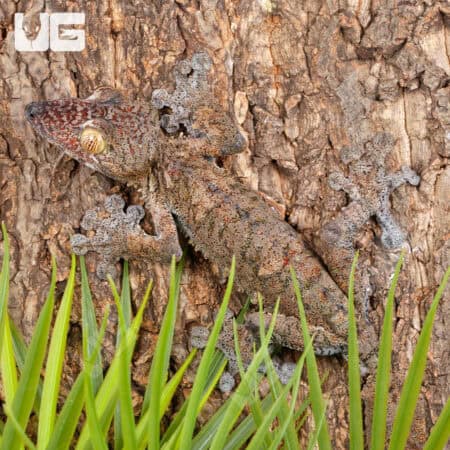 Giant Leaf Tail Geckos For Sale Underground Reptiles