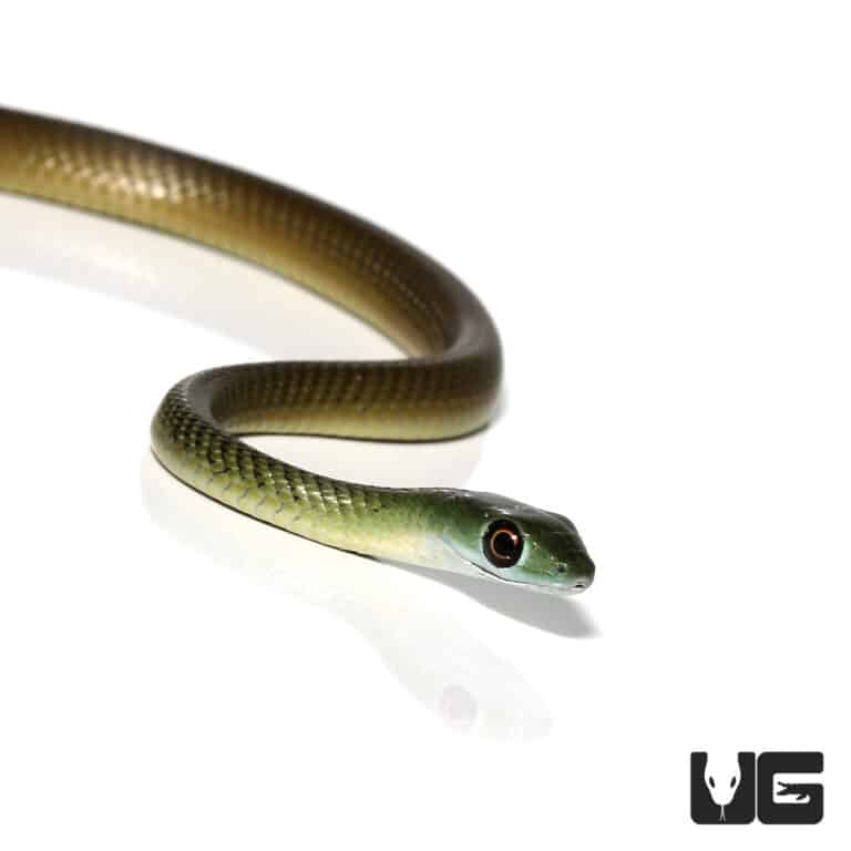 Baby African Green Bush Snakes Philothamnus Semivariegatus For Sale