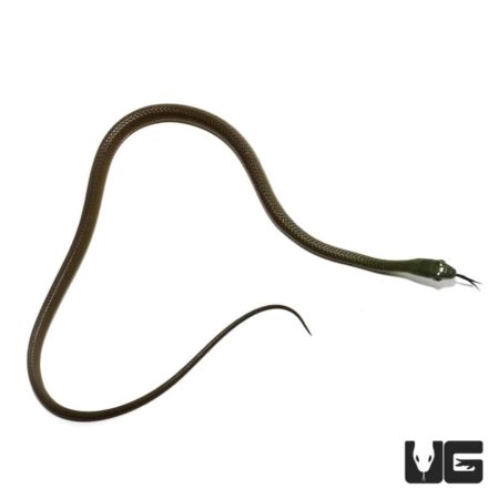 Baby African Green Bush Snakes Philothamnus Semivariegatus For Sale