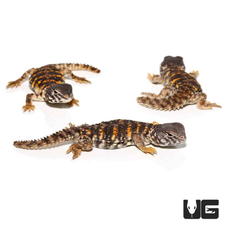 Baby Saharan Red Uromastyx For Sale Underground Reptiles