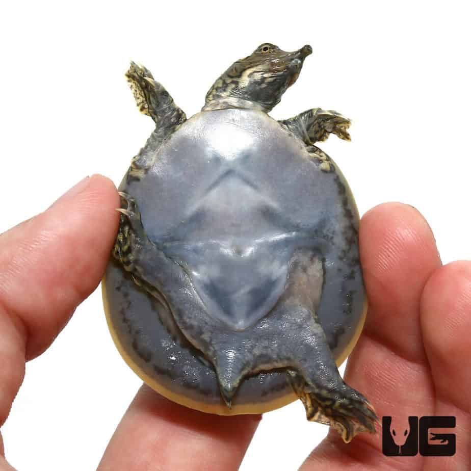 Baby Spiny Softshell Turtles Apalone Spinifera For Sale Underground