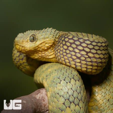 Adult Green Squamigera Bush Viper Atheris Squamigera For Sale