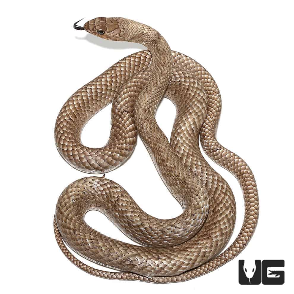 Red Coachwhip Snakes For Sale Underground Reptiles