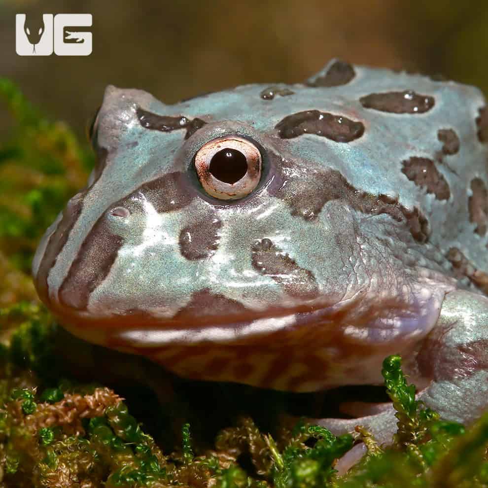 Mutant Blue Metal Pacman Frogs For Sale Underground Reptiles