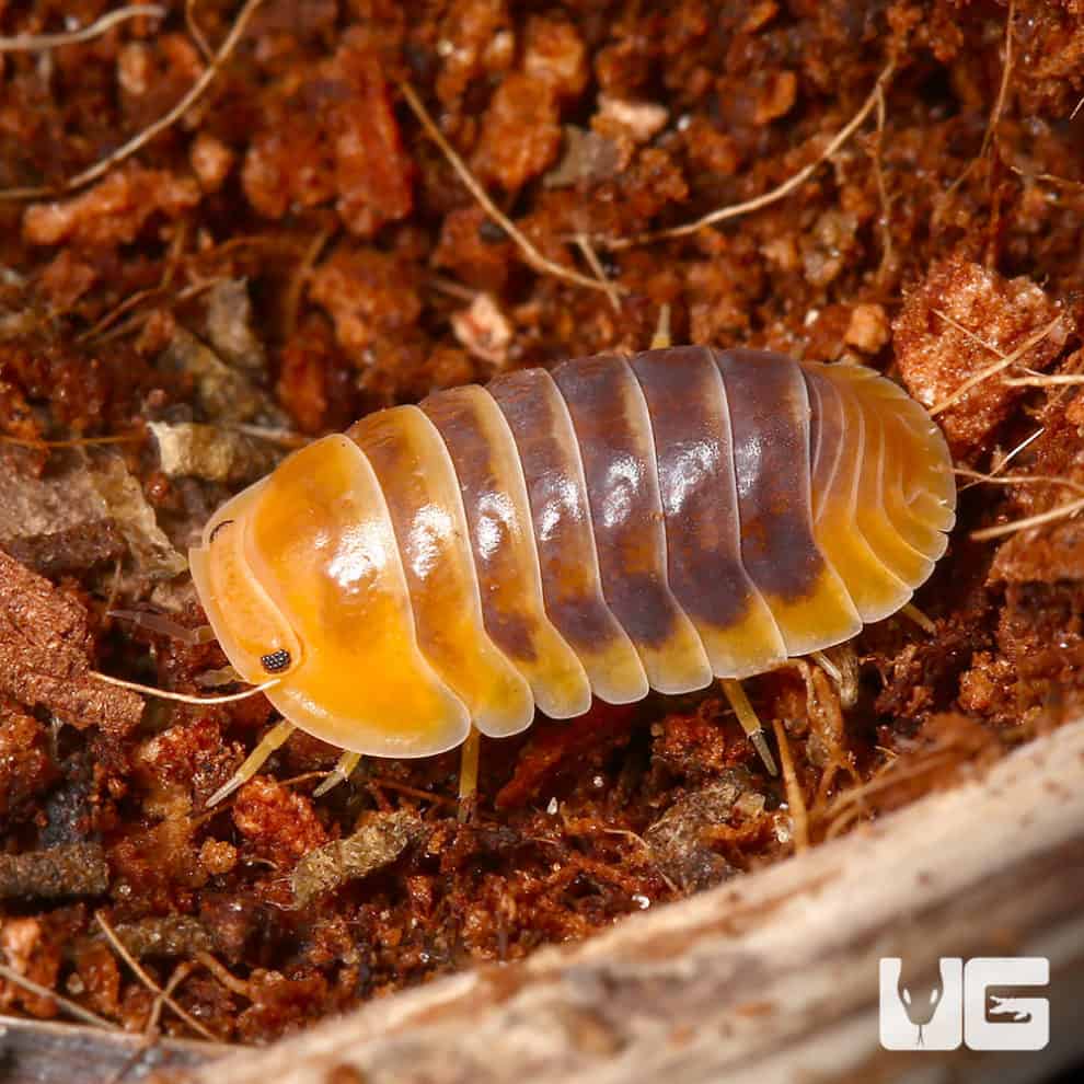 Jupiter Isopod Cubaris Sp Jupiter For Sale Underground Reptiles