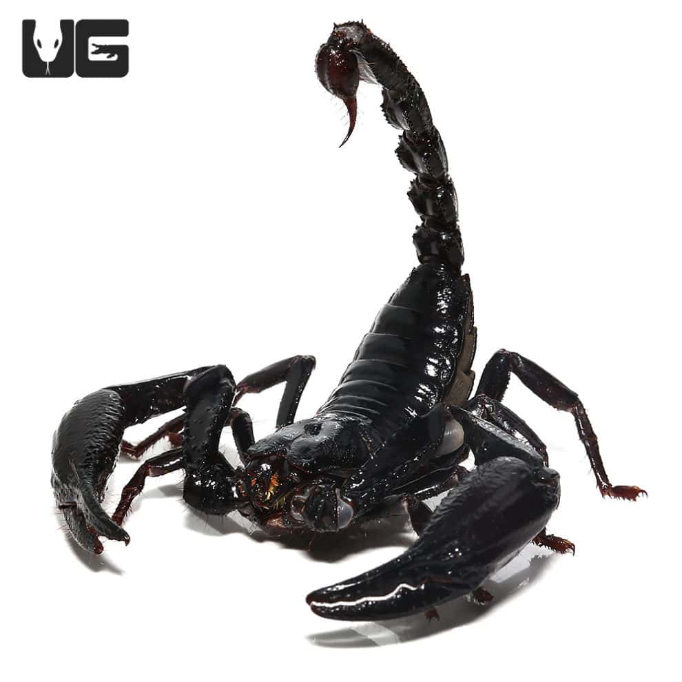 Asian Forest Scorpions For Sale Underground Reptiles