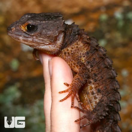 White Eyed Crocodile Skinks Triblonotus Novaeguineae For Sale