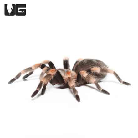 Mexican Red Knee Tarantulas Brachypelma Hamorii For Sale