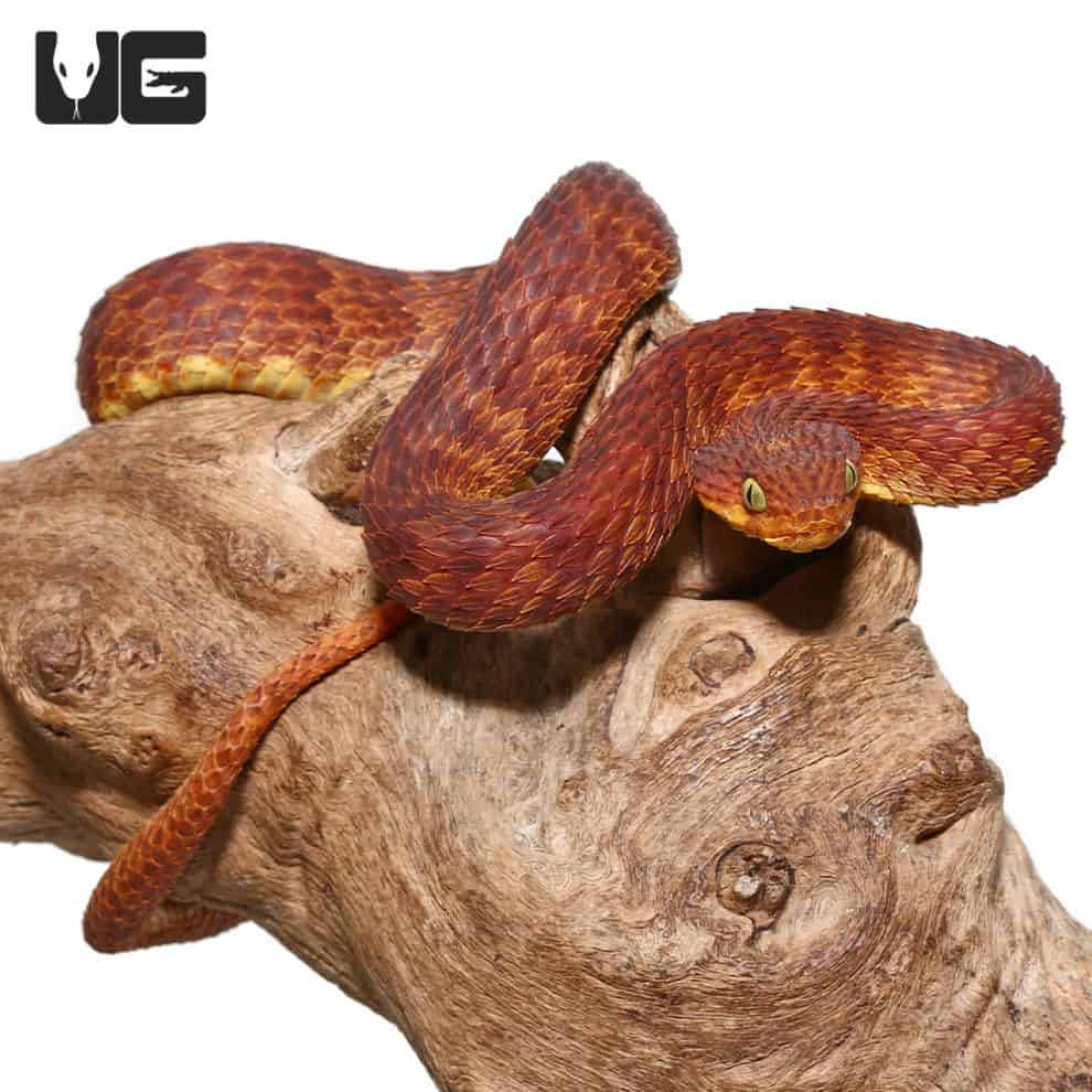 2021 Female Dark Red Squamigera Bush Viper Atheris Squamigera For