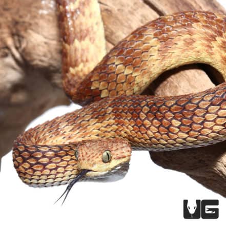 Female Orange With Tan Stripe Squamigera Bush Viper Atheris