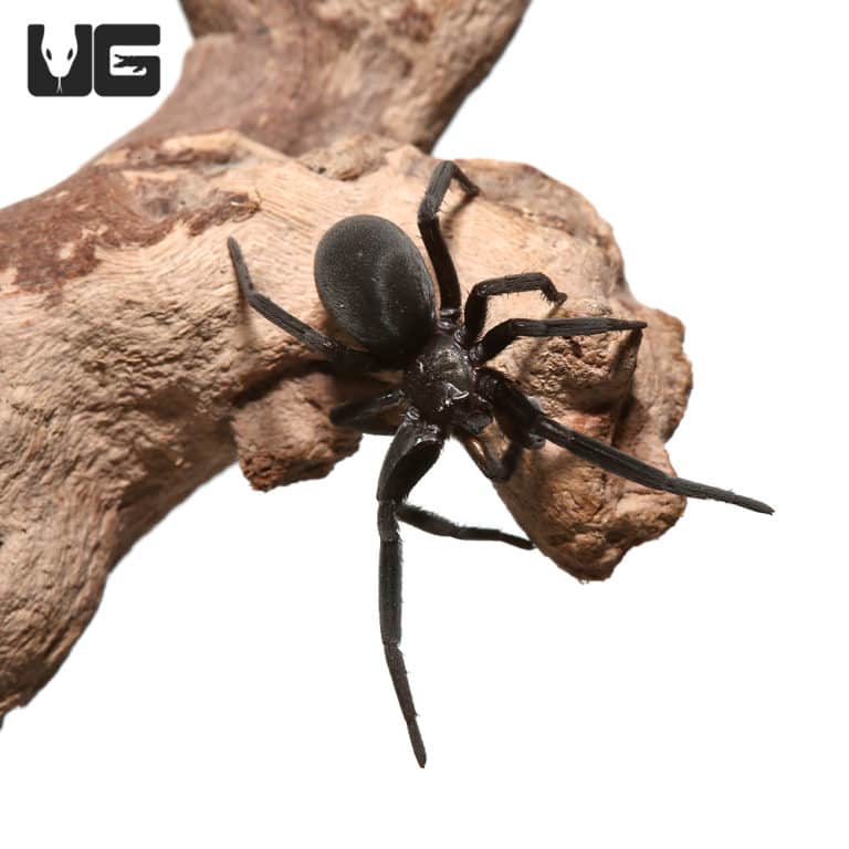 Black Hole Spider For Sale Underground Reptiles