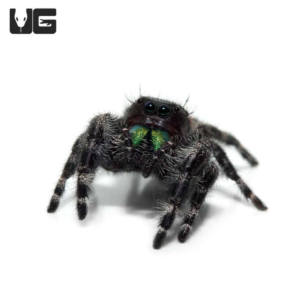 Bold Jumping Spider Phidippus Audax For Sale Underground Reptiles