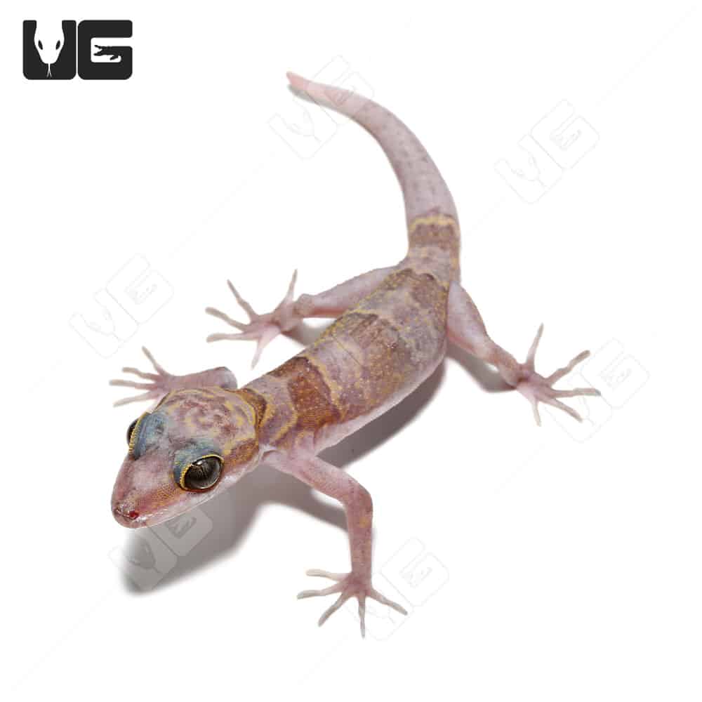 Kunya S Bent Toed Gecko Cyrtodactylus Kuyai For Sale Underground