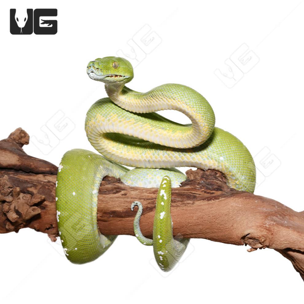 Adult Aru Green Tree Python For Sale Underground Reptiles