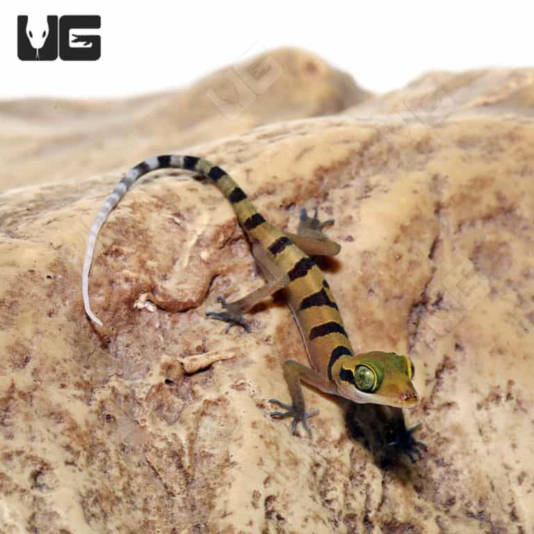 Giant Bent Toed Geckos For Sale Underground Reptiles