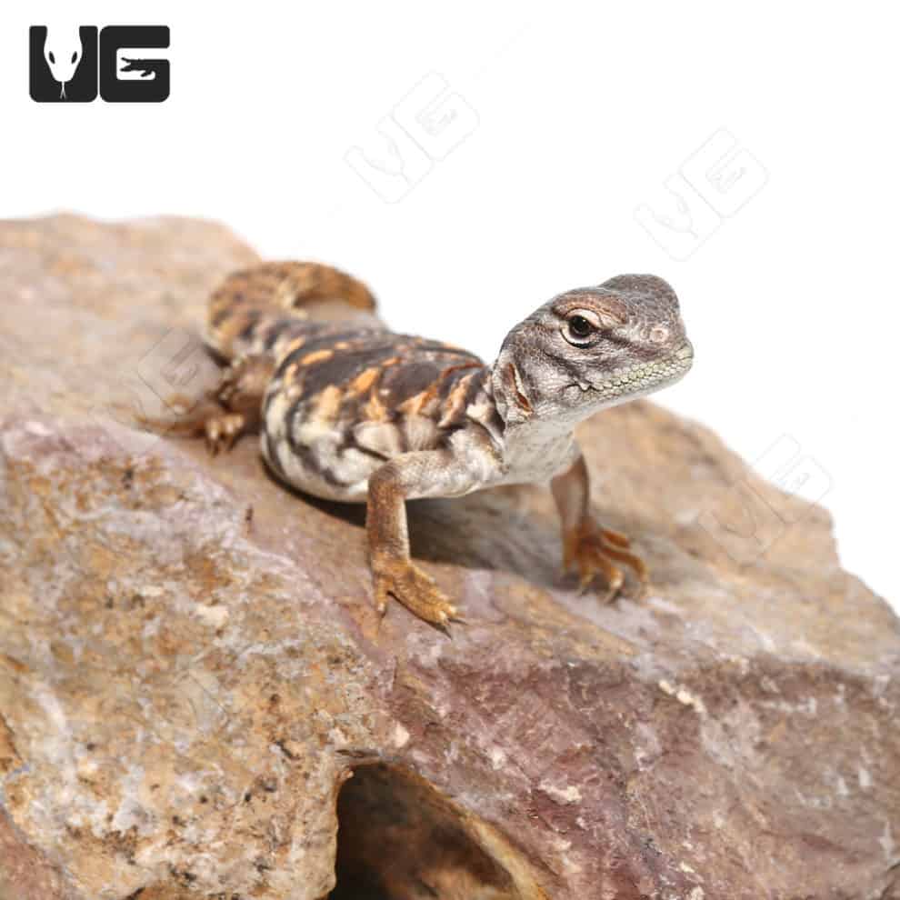 Baby Saharan Red Uromastyx For Sale Underground Reptiles