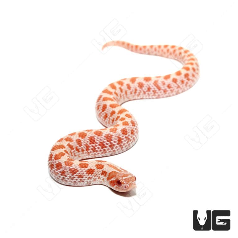 Baby Hybino Western Hognose Snakes Heterodon Nasicus For Sale