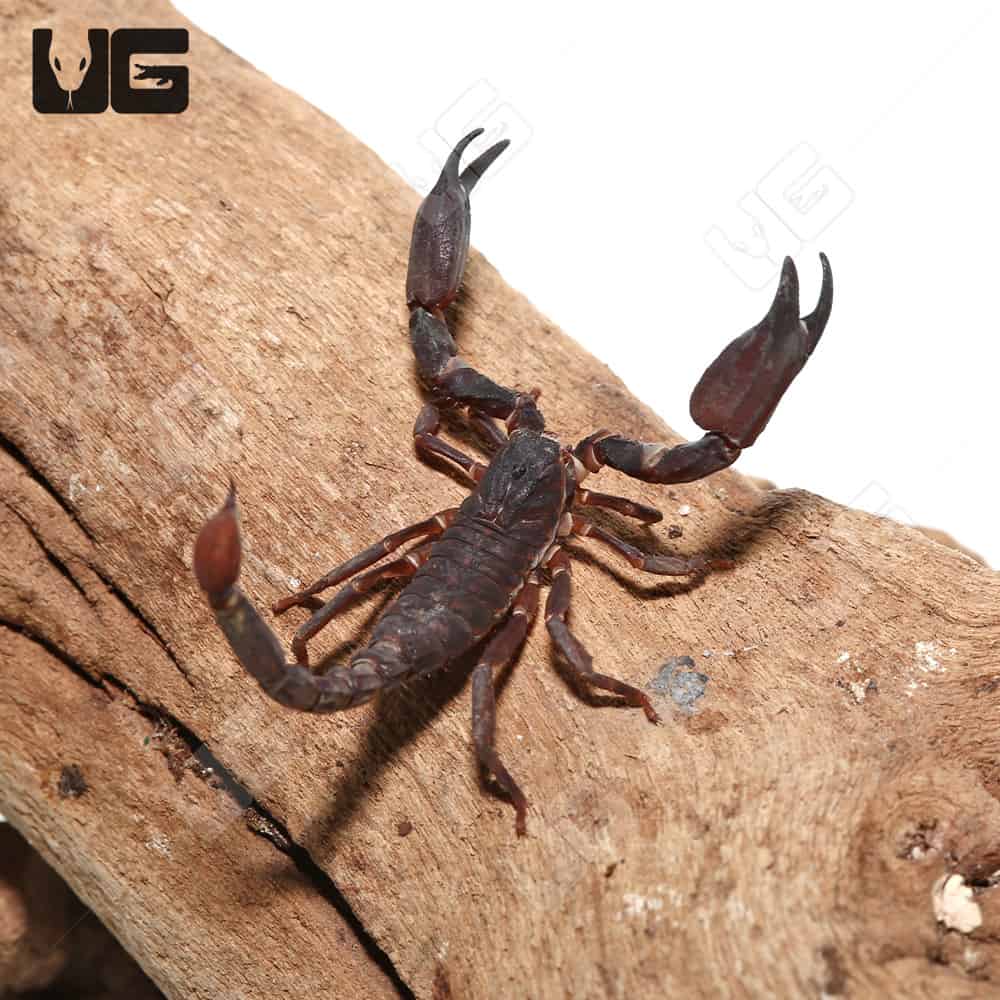 Asian Bush Scorpions Chaerilus Celebensis For Sale Underground Reptiles