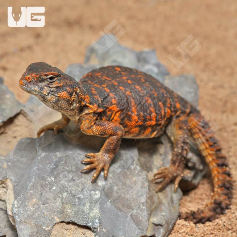 Baby Saharan Red Uromastyx For Sale Underground Reptiles