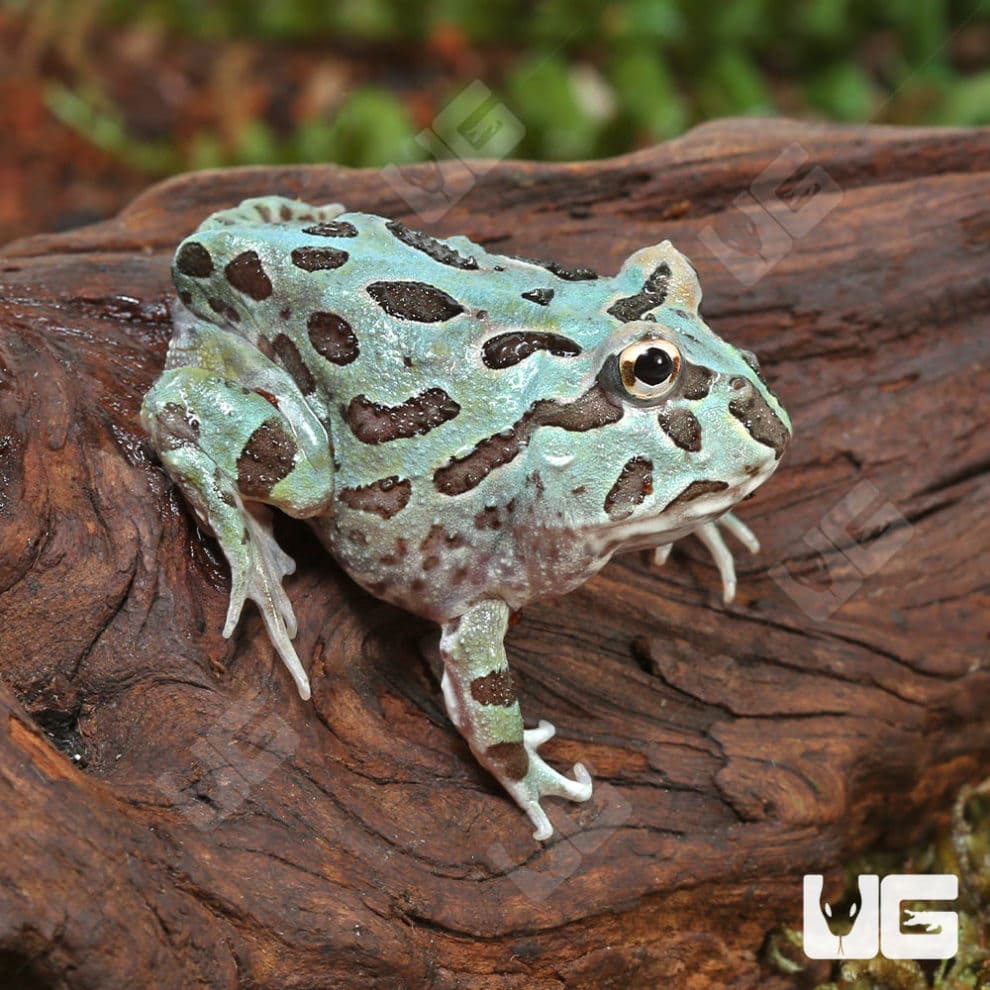 Mutant Caribbean Pacman Frogs For Sale Underground Reptiles