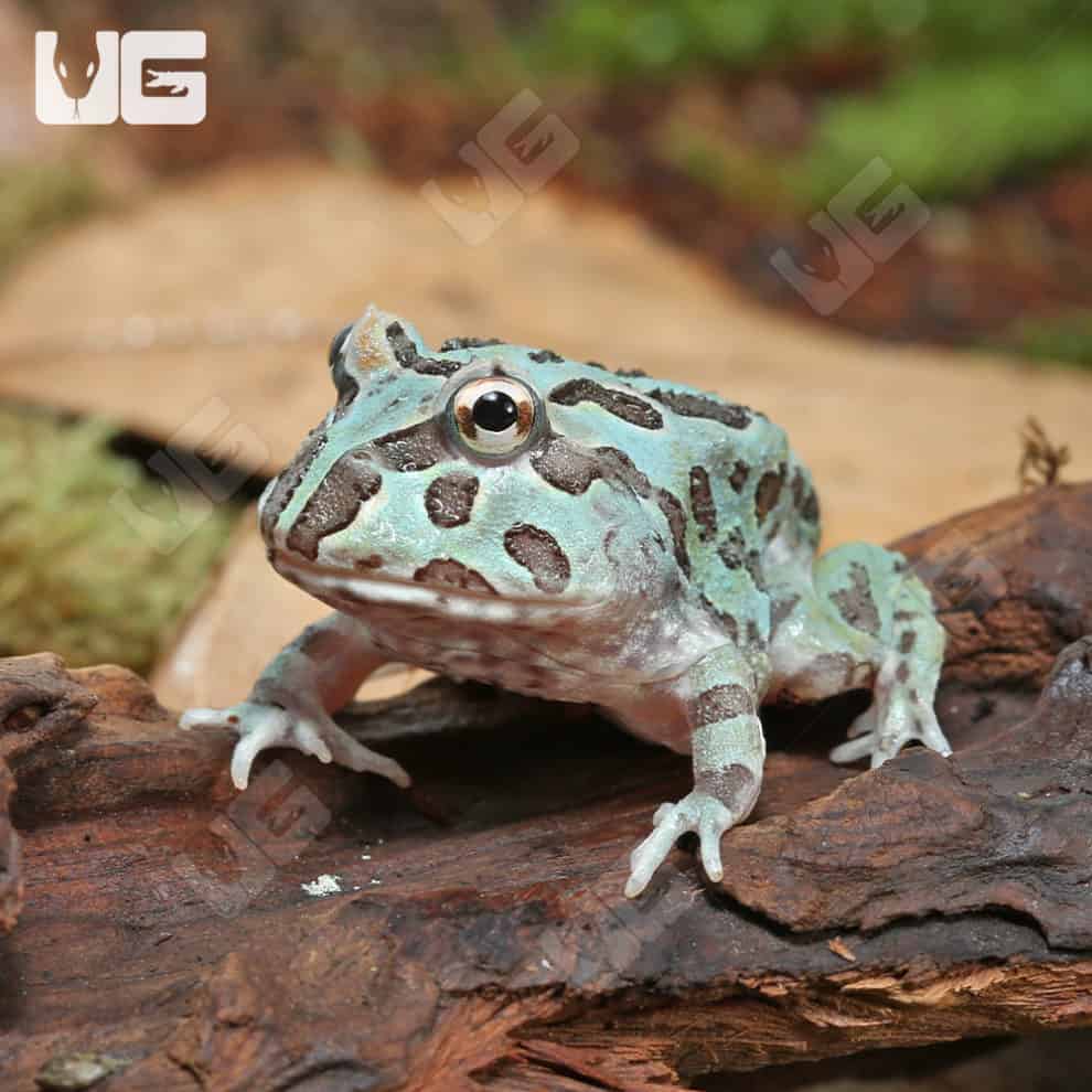 Mutant Caribbean Pacman Frogs For Sale Underground Reptiles