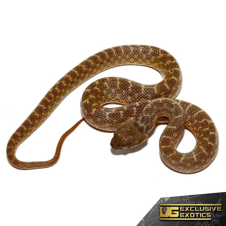 Madagascar Cat Eye Snakes For Sale - Underground Reptiles