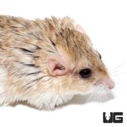Southern Common Cuscus For Sale - Underground Reptiles