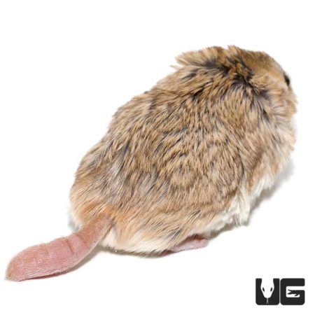 Southern Common Cuscus For Sale - Underground Reptiles