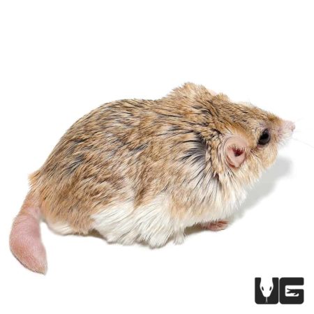 Southern Common Cuscus For Sale - Underground Reptiles