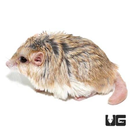 Southern Common Cuscus For Sale - Underground Reptiles
