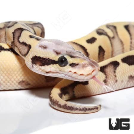 Baby Male Super Pastel Orange Dream Het Clown Ball Python (#26) (Python regius) For Sale - Underground Reptiles