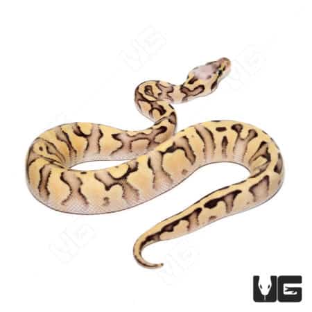 Baby Male Super Pastel Orange Dream Het Clown Ball Python (#26) (Python regius) For Sale - Underground Reptiles