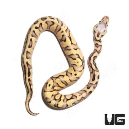Baby Male Super Pastel Orange Dream Het Clown Ball Python (#26) (Python regius) For Sale - Underground Reptiles