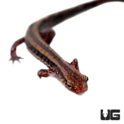 Two Line Salamanders For Sale - Underground Reptiles