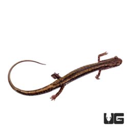 Two Line Salamanders For Sale - Underground Reptiles