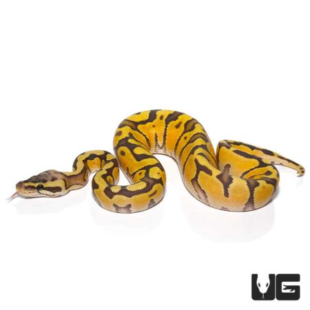 Baby Pastel Hypo Enchi Het Albino Ball Python For Sale - Underground Reptiles
