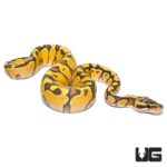 Baby Pastel Hypo Enchi Het Albino Ball Python For Sale - Underground Reptiles