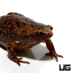 Narrow Mouth Toad For Sale - Underground Reptiles