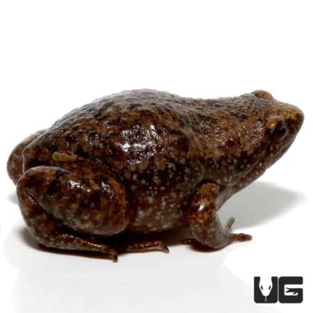 Narrow Mouth Toad For Sale - Underground Reptiles