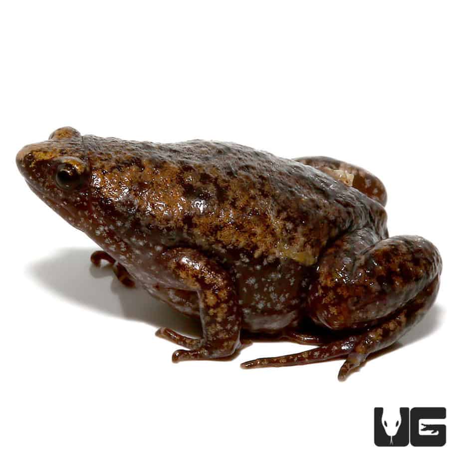 Narrow Mouth Toad - Underground Reptiles