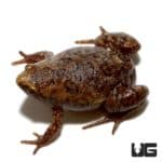 Narrow Mouth Toad For Sale - Underground Reptiles
