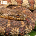 Northern Banded Water Snakes for Sale - Underground Reptiles