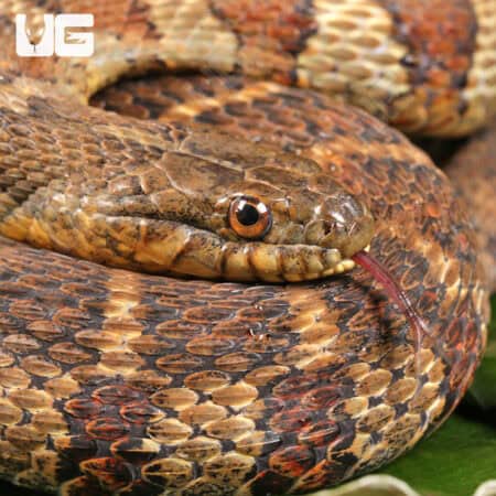 Northern Banded Water Snakes for Sale - Underground Reptiles